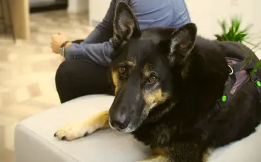 lack and white dog resting on a white office couch, looking directly at camera with alert ears